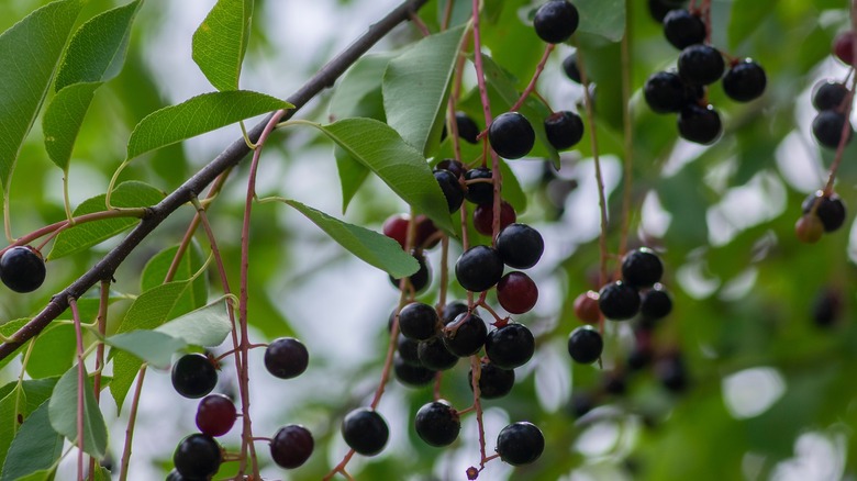 hackberry fruits