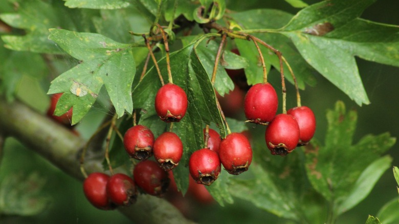 hawthorn berries