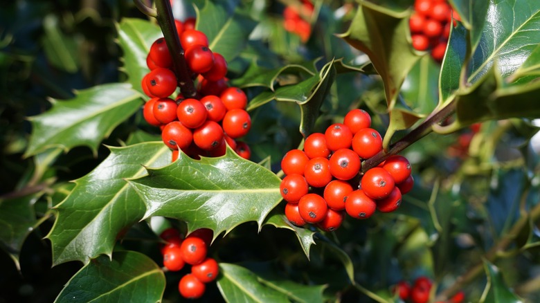 holly berries