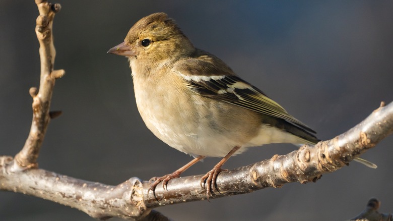 bird on branch