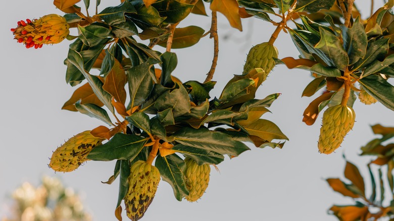 magnolia seedpods