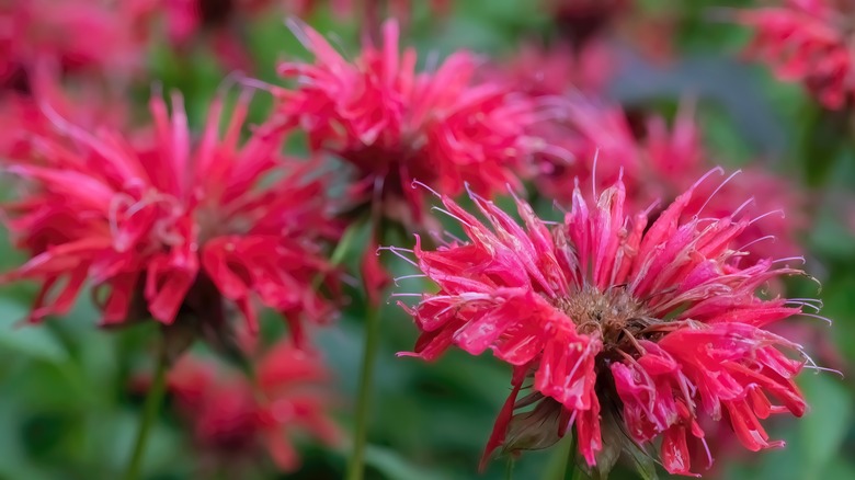 bee balm flowers