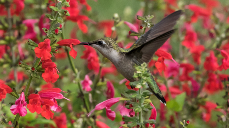 hummingbird drinking sage flower nectar