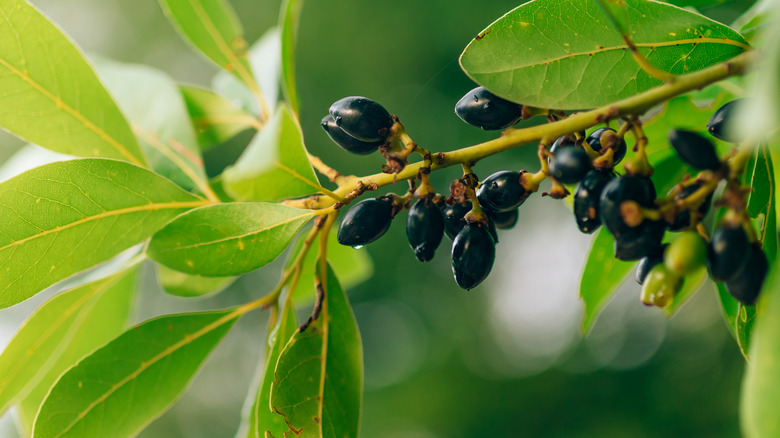 sassafras berries