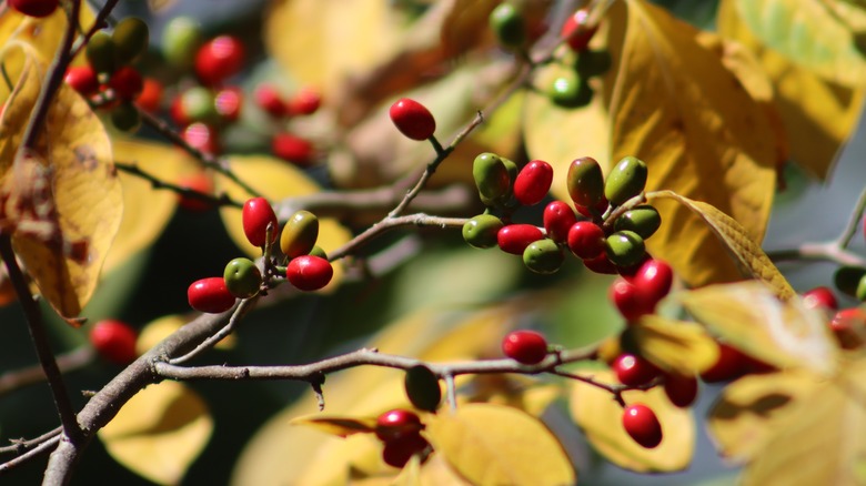 spicebush berries