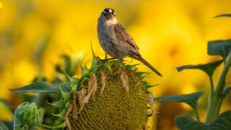 finch on sunflower