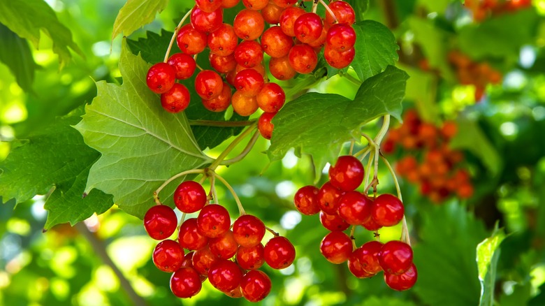 viburnum berries