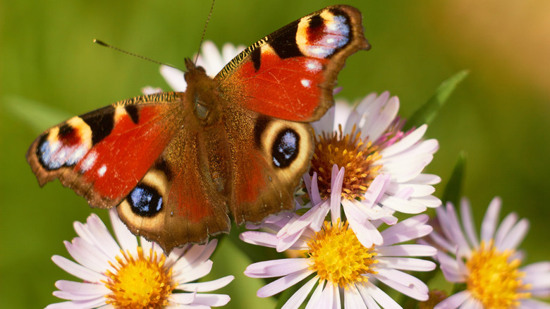 Peacock butterfly on asters