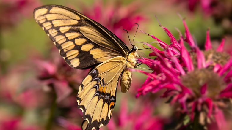 Giant swallowtail butterfly on beebalm