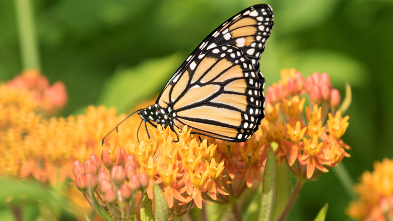 monarch on butterfly milkweed