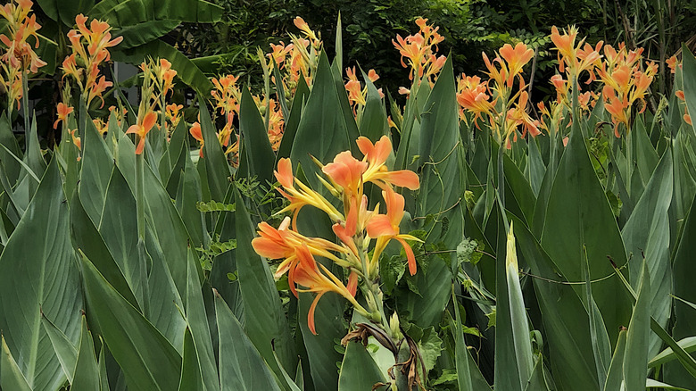 Orange canna lily