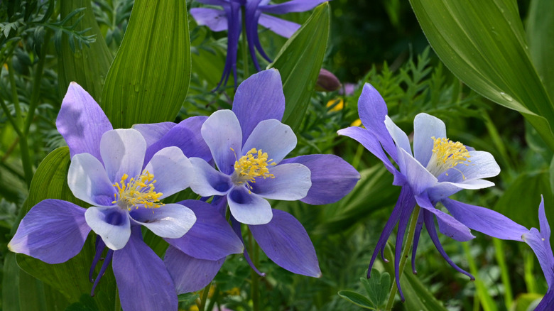 Blue Columbine on Colorado Trail