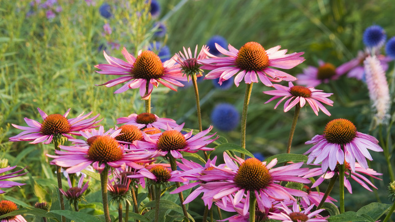 Coneflower or echinacea in garden