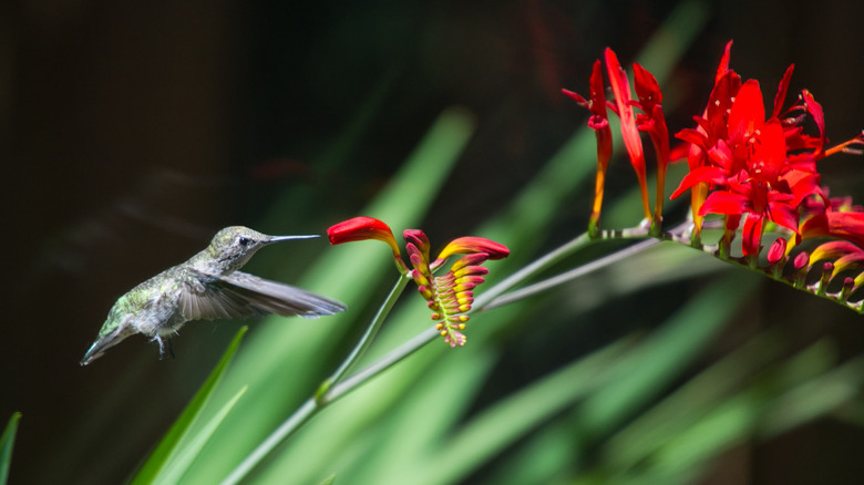 Hummingbird feeding at crocosmia