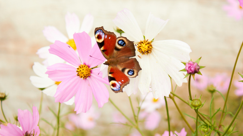 Peacock butterfly on cosmos flower