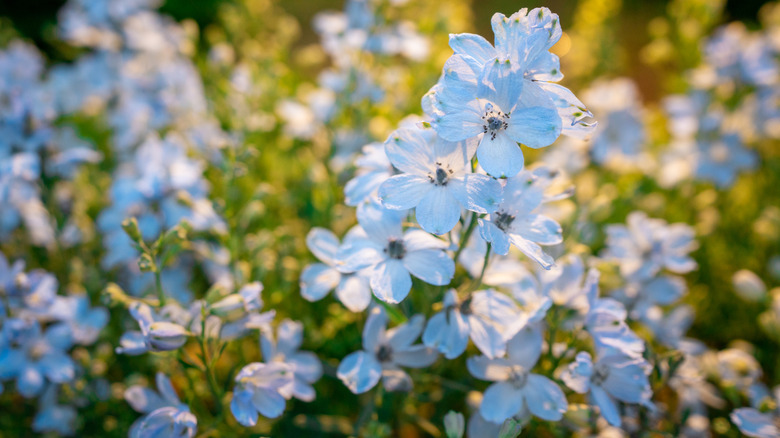 Delphinium or English Larkspur