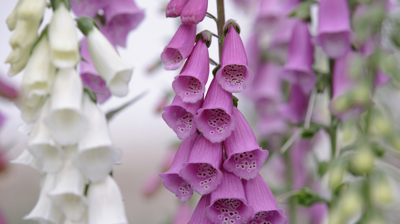 Common foxglove blooming in garden