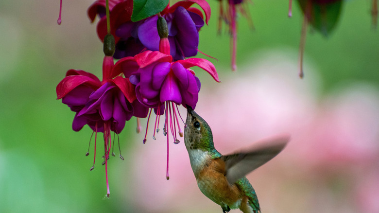 Hummingbird feeding at fuchsia