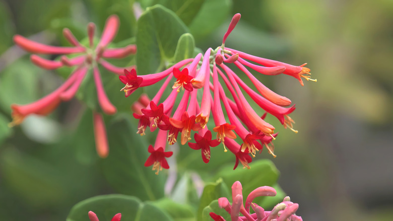 Major Wheeler honeysuckle