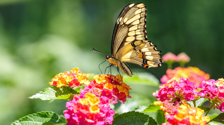 Yellow swallowtail butterfly on lantana