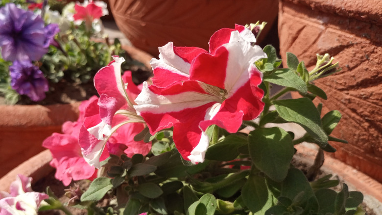 Hummingbird petunia in a pot