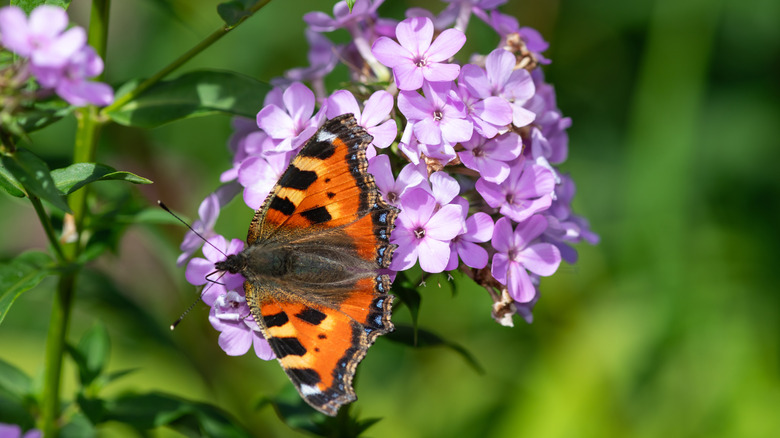 Tortoiseshell butterfly on Phlox paniculata