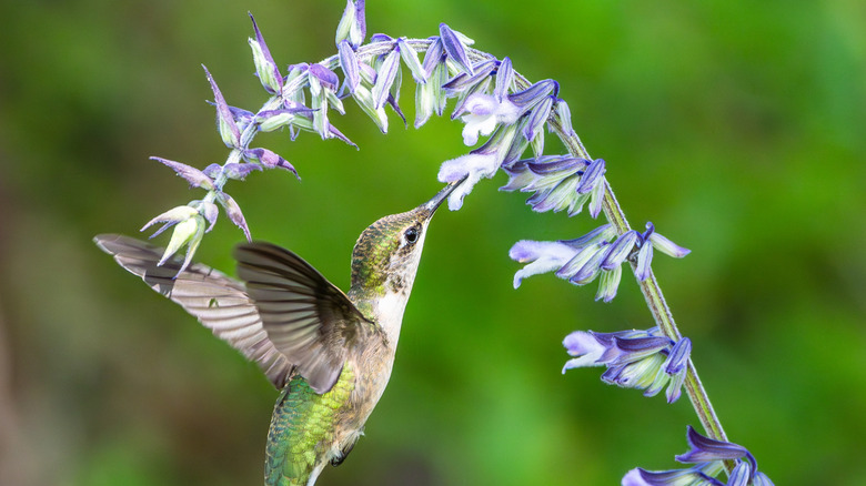 Salvia flower and hummingbird