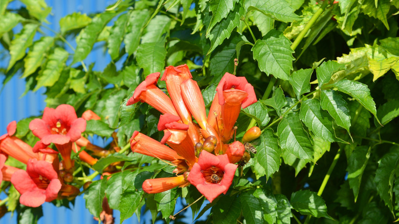 Trumpet vine against metal fence