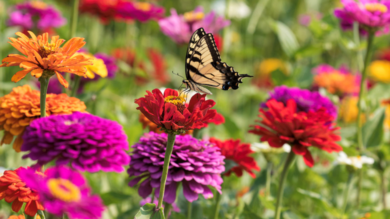 Butterfly on zinnias