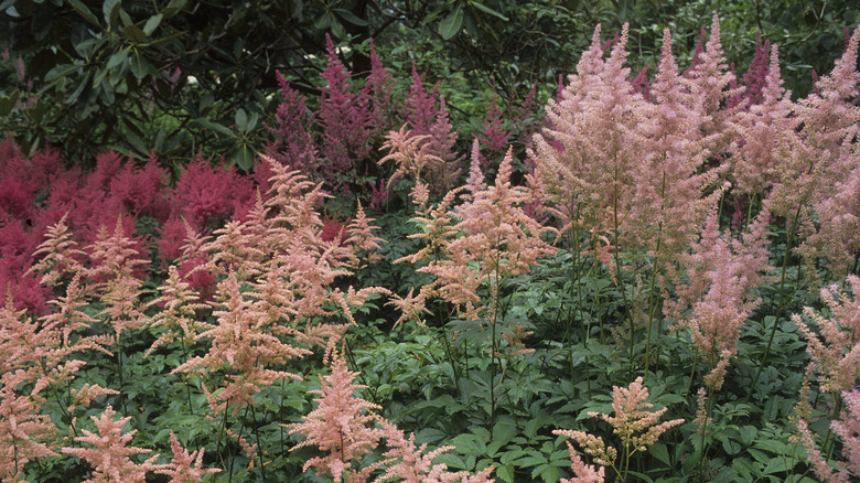 Astilbe