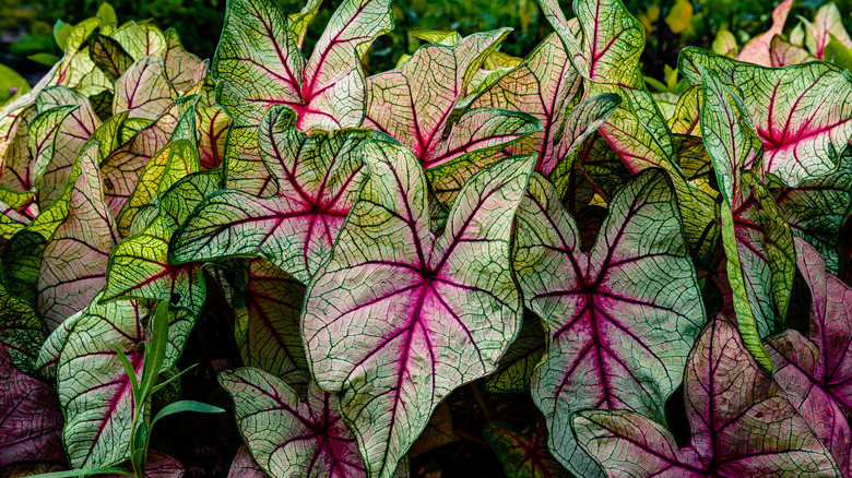 Caladium