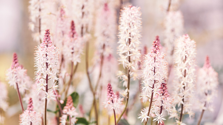 Foamflowers