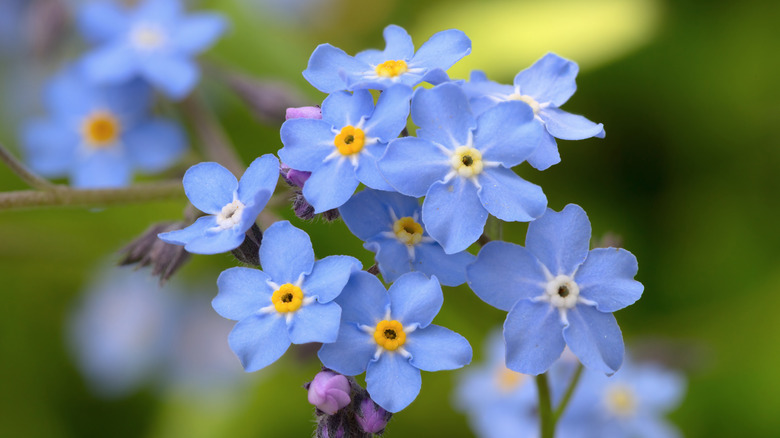 Forget-me-not