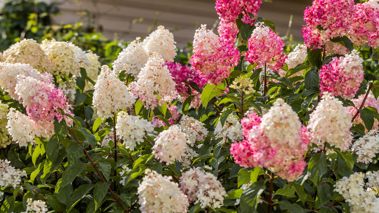 Hydrangea