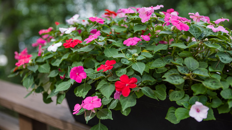 Impatiens