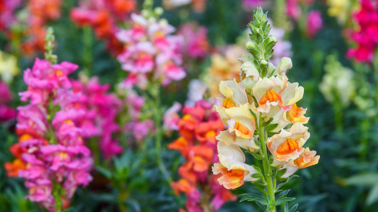 Snapdragon