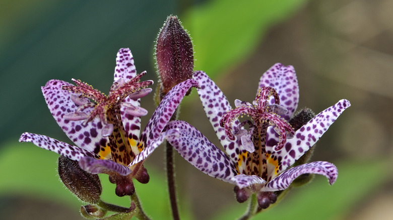 Toad lily 