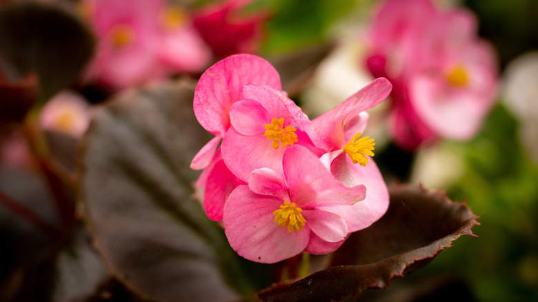 Wax begonia