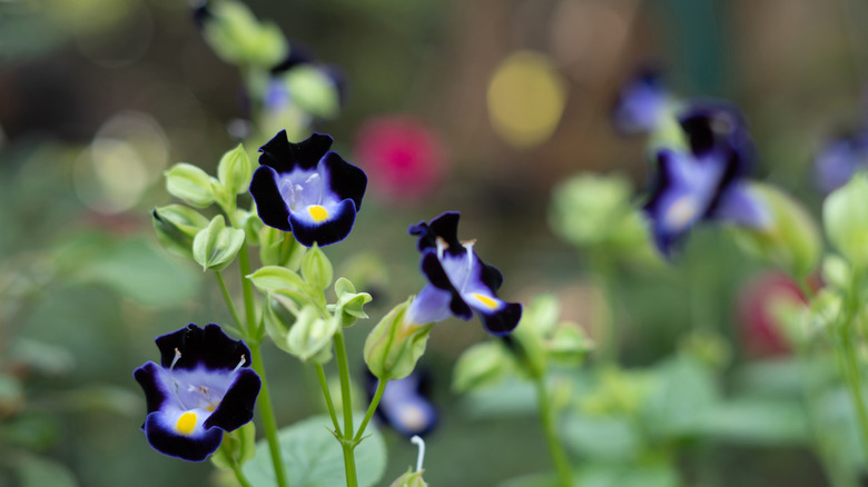 Wishbone flower 