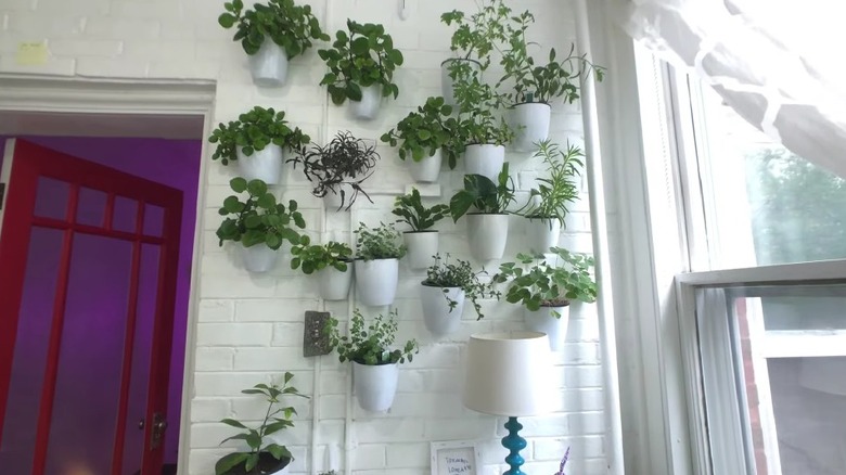 Plants hanging on entryway wall next to red door