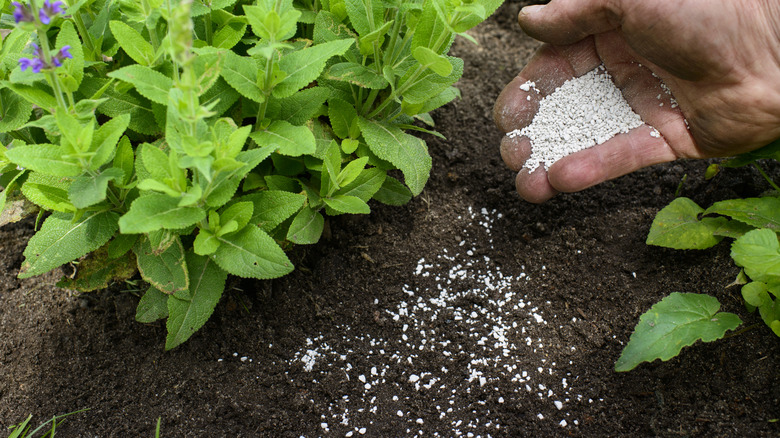 A hand sprinkling lime onto soil under ground plants.