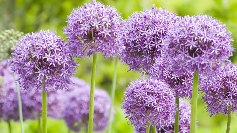 purple alliums