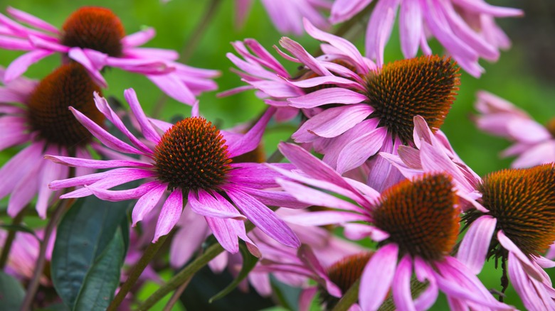 purple coneflower