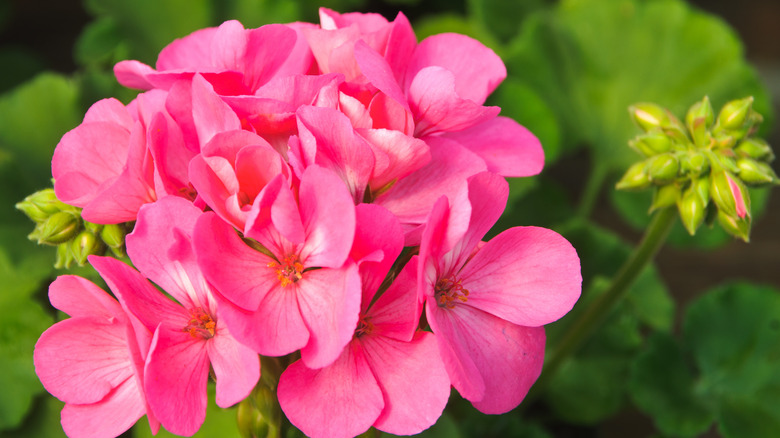 hot pink geraniums