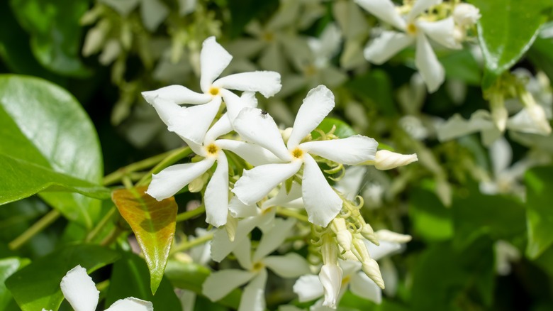 white star jasmine