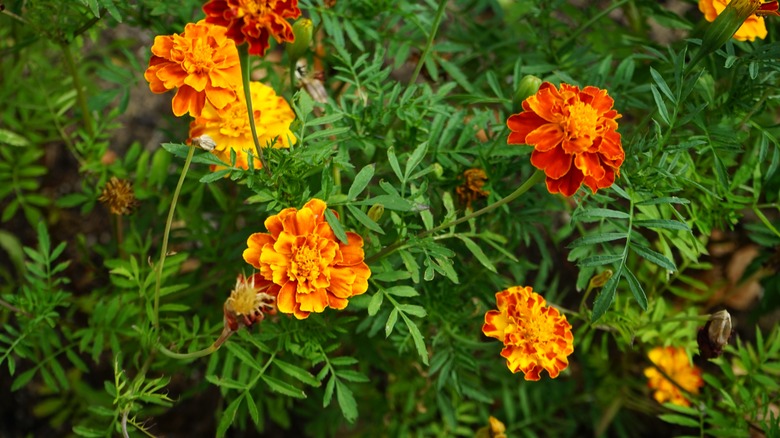 marigolds in bloom