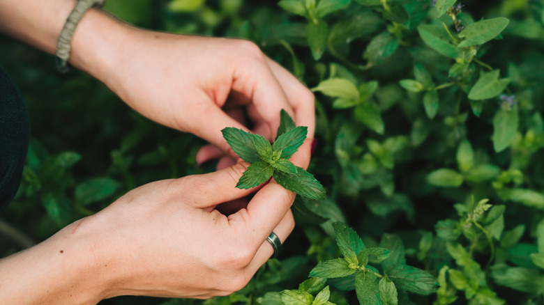 gardener holding mint plant