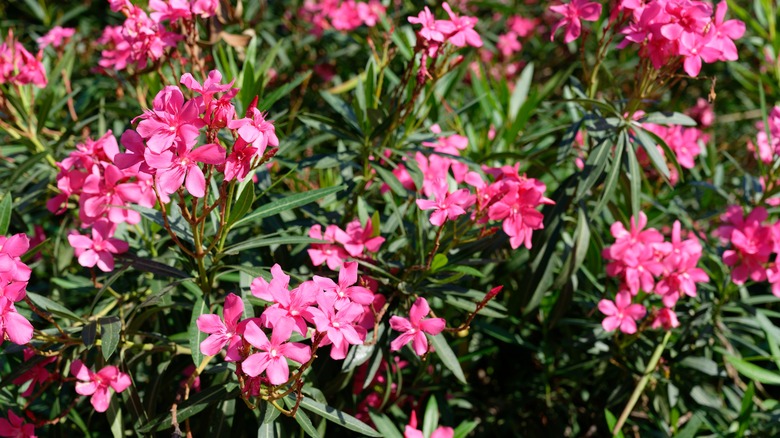 pink oleander flowers