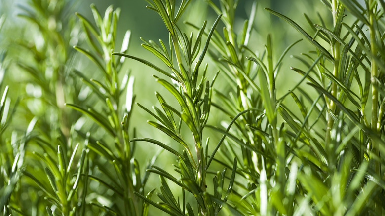 close up of rosemary