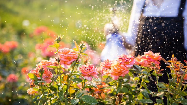 gardener watering roses